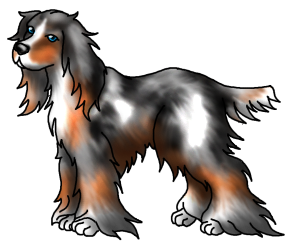 Spaniel1