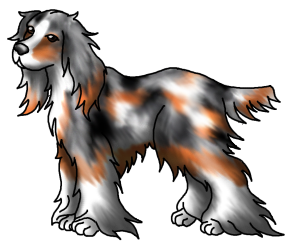 Spaniel3