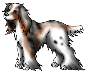 Spaniel4