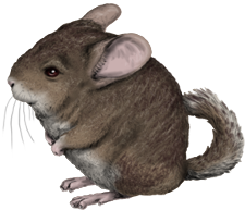 Chinchilla WE