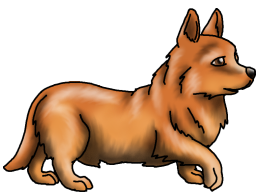 Corgie6