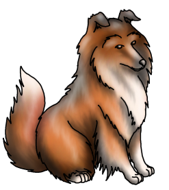 Sheltie2