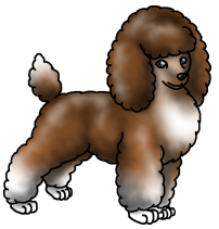 Poodle1