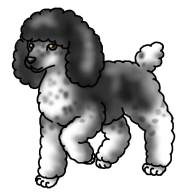 Poodle2