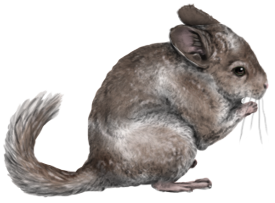 Chinchilla WE