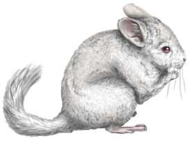 Chinchilla WE